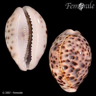 Image of cowrie