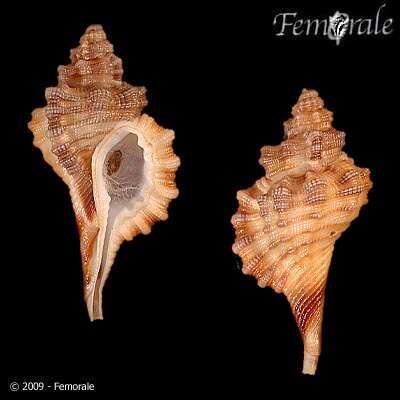 Image of Monoplex Perry 1810