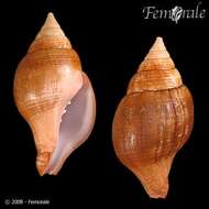 Image of Turbinellidae Swainson 1835