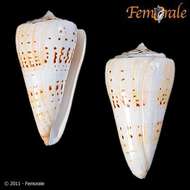 Image of cone snails