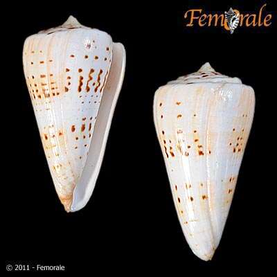 Image of cone snails