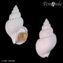 صورة Buccinum scalariforme Møller 1842