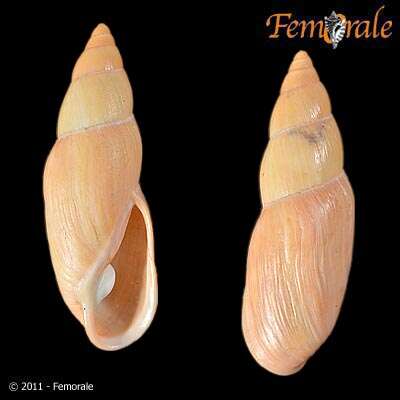 Image of Flax snail