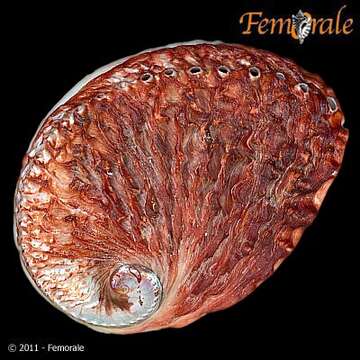 Image of Haliotoidea Rafinesque 1815