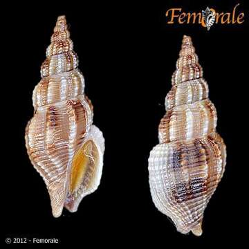 Image of Strombinophos Pilsbry & Olsson 1941