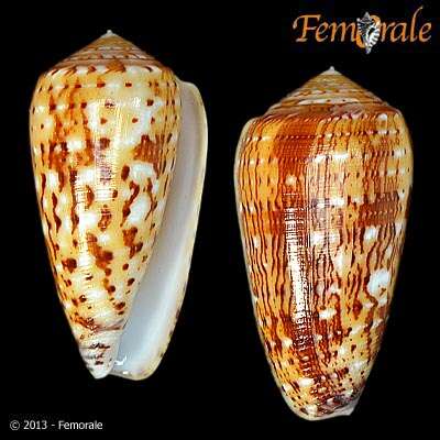 Image of Conus Linnaeus 1758