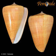 Image of cone snails