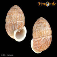 Image of Cerionidae