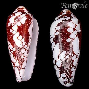 Image de Conus episcopatus da Motta 1982