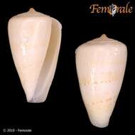 صورة Conus Linnaeus 1758