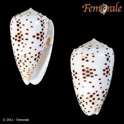 Image of cone snails