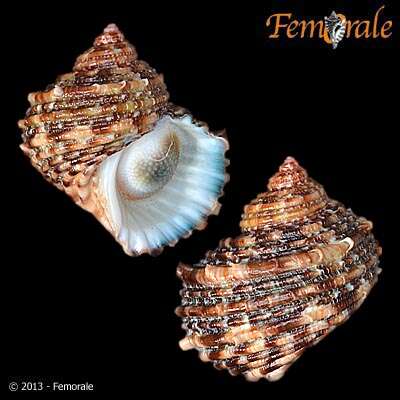 Image of turban snail