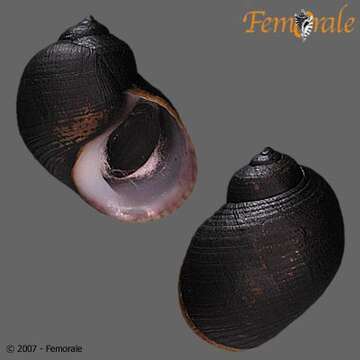 Image of Paludomidae