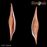 Image of Spindle Cowries