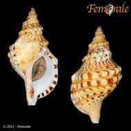 Image of triton shells