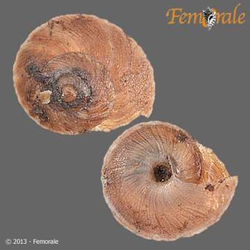 Image of bush snails