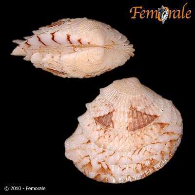 Image of <i>Chione subimbricata</i> (Sowerby 1835)