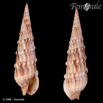 Image of Needle Whelks