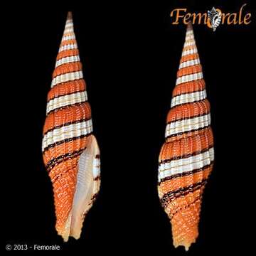 Image of Turbinelloidea Rafinesque 1815