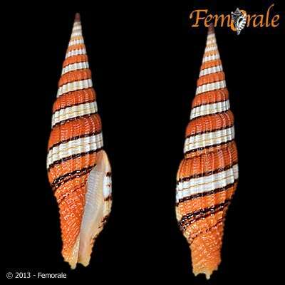 Image of Turbinelloidea Rafinesque 1815