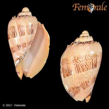 Image of Cymbiola Swainson 1831