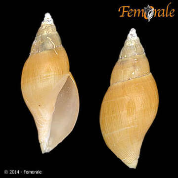 Image of Volutomitra H. Adams & A. Adams 1853