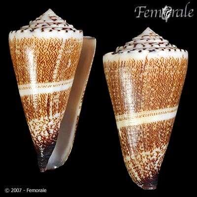 Image de Conus thalassiarchus G. B. Sowerby I 1834