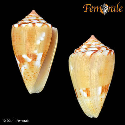 Image of Conus ziczac Megerle von Mühlfeld 1816