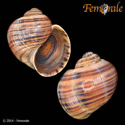 <i>Pomacea lineata</i> Spix 1827 resmi