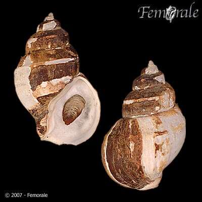 Image of Clinopegma magnus (Dall 1895)