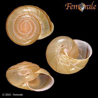 Imagem de Helminthoglyptidae