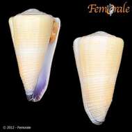 Image of cone snails