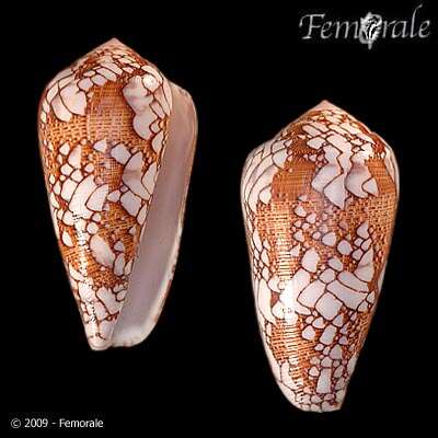 Image of Conus Linnaeus 1758