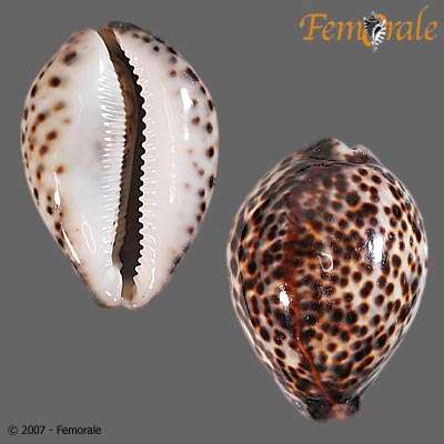 Image of cowrie