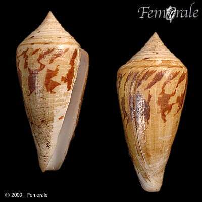 Image of Conus Linnaeus 1758