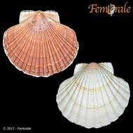 صورة Pecten O. F. Müller 1776