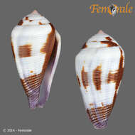 Image of Conus Linnaeus 1758