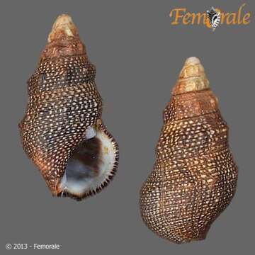 Image of Cerithium stercusmuscarum Valenciennes 1832