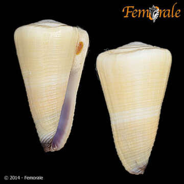 Image of cone snails