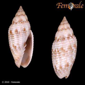 Image of Scabricola Swainson 1840