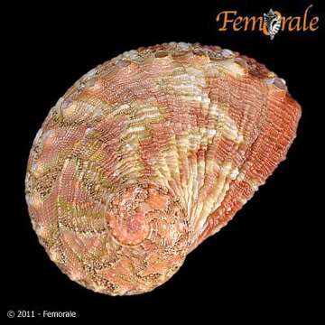 Image de Haliotoidea Rafinesque 1815