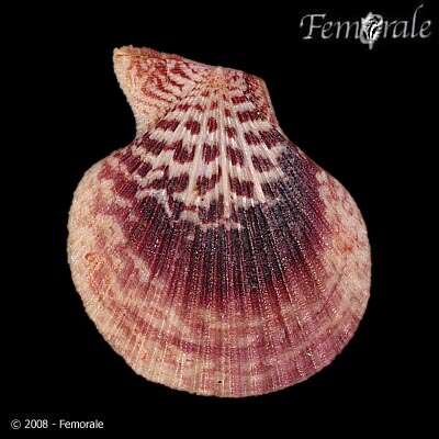 Image of Caribachlamys T. R. Waller 1993