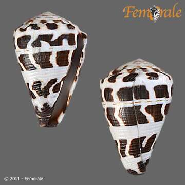 Image of cone snails