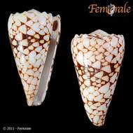 Image of cone snails