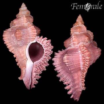 Слика од Chicoreus monicae Bozzetti 2001