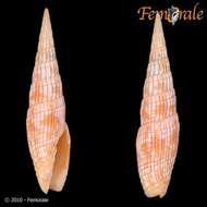 Image of Turbinelloidea Rafinesque 1815