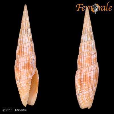 Image of Turbinelloidea Rafinesque 1815