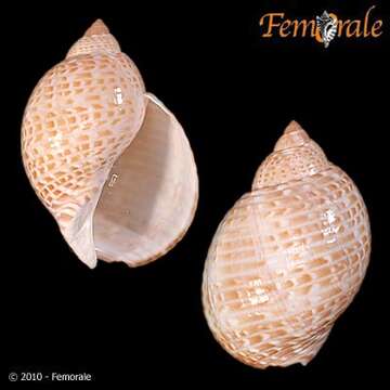 Image of tun shells