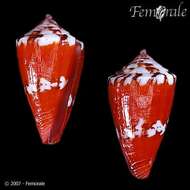 Imagem de Conus pseudocardinalis Coltro 2004