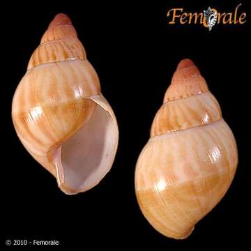 Achatinidae resmi